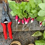 The Farmstead At Ravenwoods - @ravenwoodsfarmstead - Instagram