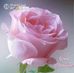 Ravi Acharya - Facebook