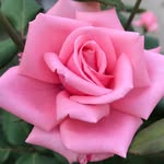 Ravi Bahl - @ravibahl2801 - Instagram