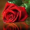 Rawan_haidar - @rawan_haidar12 - TikTok
