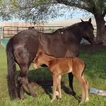 Ray and Jennifer Aiken - @boot_livestock78 - Instagram