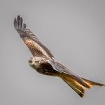 Ray Atkinson - @raysnaturepix - Instagram