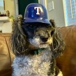 Ray Charles Barkley - @raynger.ray - Instagram