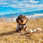 RAYMOND THE BARON 🦴 - @raymond.the.baron - Instagram