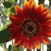 Ray Baumann - Facebook