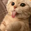 raybeard - @bignaggerours - TikTok