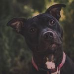 Charlie Ray Bessette - @charlieb_the_montana_pitty - Instagram