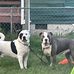 Ray Boyd - Facebook