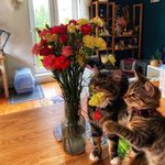 Djingo ,Toast , Ray and Enzo | The rowdy bunch! - @rowdybunchnorwich - Instagram