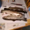 Raymond Burnham - @raymond.burnham - TikTok