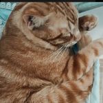 @ray_cat_oficial - Instagram
