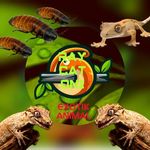 RAY CAT ONI EXOTIK ANIMAL - @ray_cat_oni_exotik_animal_ - Instagram
