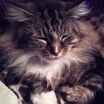 Raymond Charron - @rayc575 - Instagram