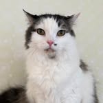 Ray Chen - @raychen0221 - Instagram