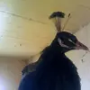 Ray Clement - @rayclement6 - TikTok