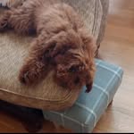 meow - @ray_coles_dog - Instagram