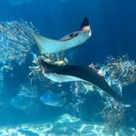 The Sting Ray Conservation ✨️ - @sting_rayconservation - Instagram