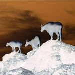 Jesse Ray Crain - @thecoachcrain - Instagram