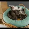 rayleediehl1245 - @wolfie_pizza - TikTok