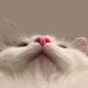 RayRay_Doerre - @chinchillasistasofficial - TikTok