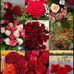 Dibiya Ray - Facebook