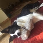 Ray Ferrari - @ray_collie_17 - Instagram