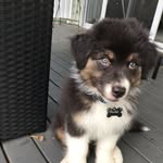 Furry Ray Finkle - @masterfinkle - Instagram