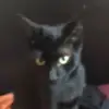 ray fricks - @chat_peau_de_paille - TikTok
