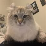Ray Goodman - @mewcat.kutu3 - Instagram