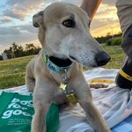 Ray the Grey - @ray.the.grey.aus - Instagram