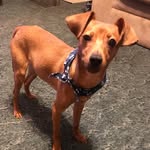 Clayton Ray Groves - @claytontheminidoberman - Instagram