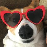 Ray Charles Grubb - @ray_the_corgi - Instagram