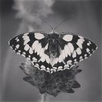 Ray Halstead - @ray.morphoto.halstead - Instagram