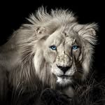 Ray Hatfield - @rayhatfieldnatdes - Instagram