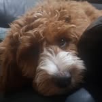 Ray Hewitt - @dakotahewitt_thelabradoodle - Instagram