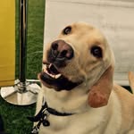 Ray Holden - @jenson_the_lab - Instagram