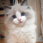 Honey ray - @ray_honey_01 - Instagram