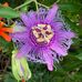 Rayani Hoppe - Facebook