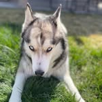 Ray Howe - @blueeyedpack_ - Instagram