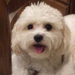 Ray Ray Klein The Cavachon - @everybodylovesrayraymond - Instagram