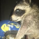 Rickey Ray Koon 🦝 - @rickey_raccoon_ - Instagram