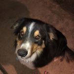 Its Your DOG Luke - @luke_ray_lackey_ - Instagram