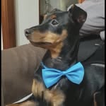 I'm a beautiful dog🐶💙 - @ray_leardi - Instagram