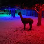Ray Levesque - @southwestalpacas - Instagram