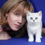 Британские котята, питомник Raylis - @raylis_katerina - Instagram
