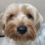 Riley 🐶🐶 - @raylisko - Instagram