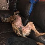 Ray Lovell - @raypunchinello - Instagram