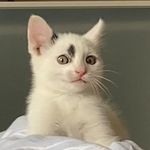 Raymond - @raymondthecatman - Instagram