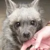 maple & ray!! - @maple.ray - TikTok