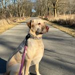 Maple Bacon - @maple.ray.bacon - Instagram